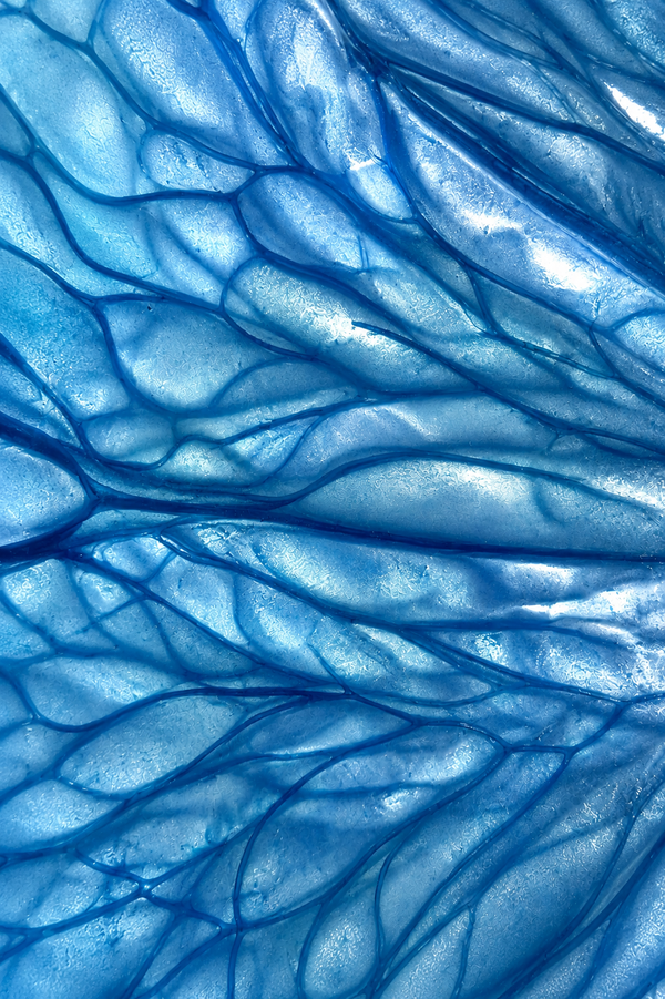 BLUE SPIRULINA