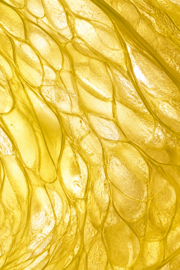 Modified citrus pectin